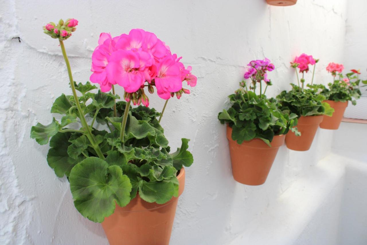 Estudio con terraza